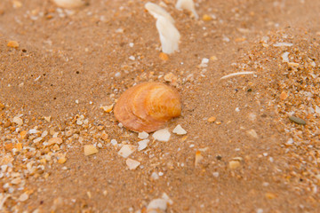 Shels on beach sand background