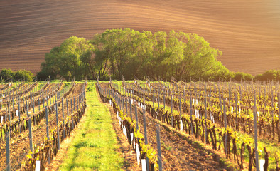 Spring vineyard in evening sunlight