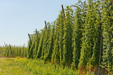 Hop cones in the field