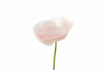 Obraz premium white poppy isolated