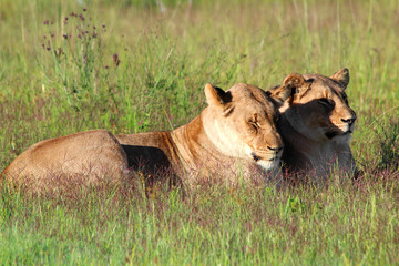 Löwen beim Ausruhen