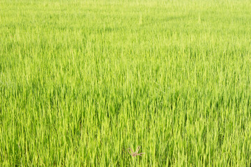 Green rice fields in Thailand. Fresh spring green grass.Cornfield background. Rice Background
