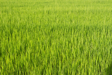 Green rice fields in Thailand. Fresh spring green grass.Cornfield background. Rice Background
