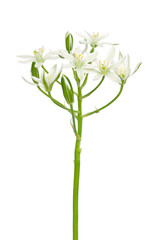 Ornithogalum flower