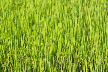 Green rice fields in Thailand. Fresh spring green grass.Cornfield background. Rice Background

