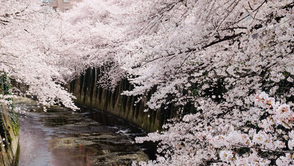 Sakura along Kanda River in Tokyo, Japan 