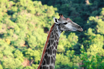 Giraffe
