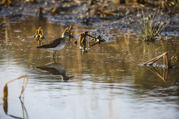 a bird looking for food