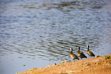 three ducks in a row