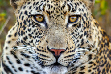 Leopard Closeup