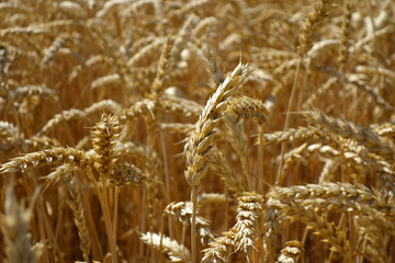 ripe ears of grain ready for harvest