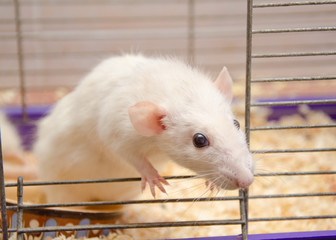 Cute curious white rat looking out of a cage (selective focus on the rat eyes)