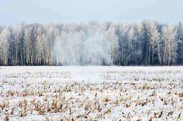 Winter forest in frost and snow on the blizzard snowstorm