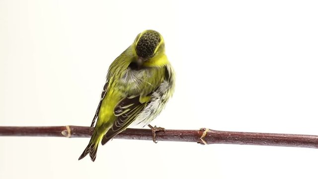 male siskin isolated on a white background, studio