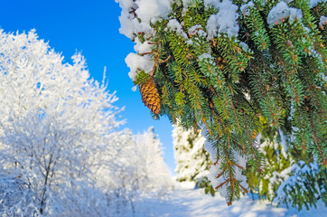 Fir Spruce pine cone pine branch snow forest trees frost sky