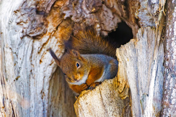 Obraz premium Squirrel in hollow forest tree bark rodent animal fur