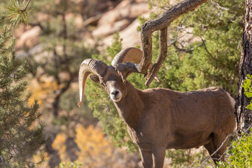Desert Bighorn Sheep Ram in Utah