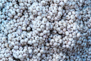 Many loose heads of white purple garlic for sale