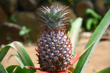 Top view of growing pineapple. Seen crown and leaves.