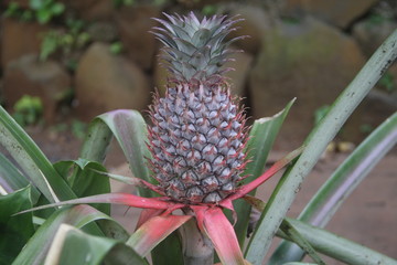 Fototapeta premium Top view of growing pineapple. Seen crown and leaves.