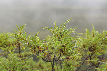 Plants and Leaves Background