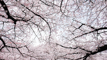 Sakura along Kanda River in Tokyo, Japan 