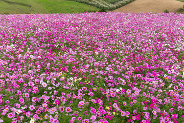 Fototapeta premium Cosmos flower field