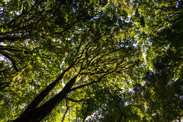 Abstract Pine forest in fog.(Kew Mae Pan Nature Trail,Chiang Mai