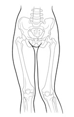 Detail of woman pelvic girdle and legs; Build, pelvic girdle and lower limb girdle knee female skeleton and bones of the legs, front view. On a white background