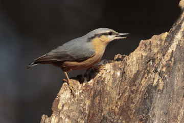 Eurasian nuthatch