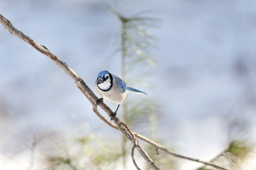 Blue Jay eye contact