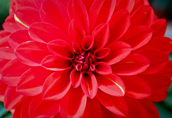 Dahlia red Gaysorn and beautiful flowers
