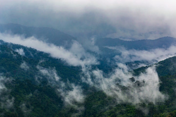 Trees in the fog and clouds
