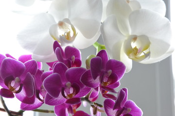 Weiße und lila Orchideenblüten - Phalaenopsis