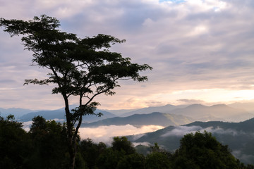 Obraz premium The tree with a single.