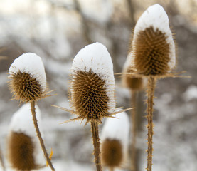 Spear thistle covered with snow in winter closeup