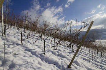 Reben im Winter Schnee
