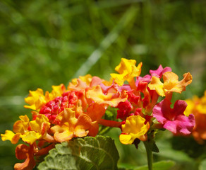 Lantana camara Closeup