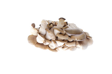 edible oyster mushrooms on a white background