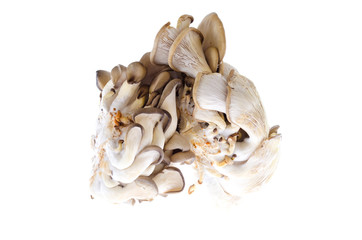 edible oyster mushrooms on a white background