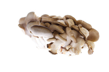 edible oyster mushrooms on a white background