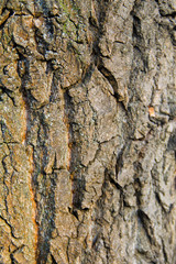 Tree bark texture. Wood background