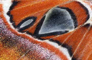 Fototapeta premium Moth wing, close-up