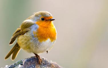 Robin Sitting on Snowy Log