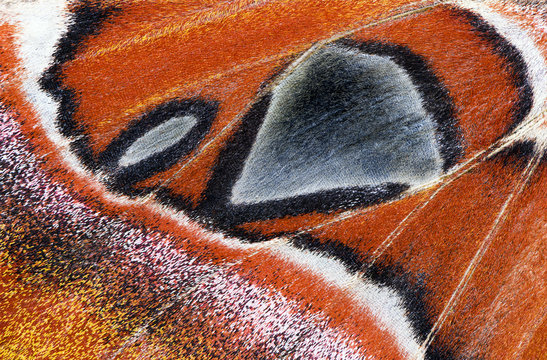 Moth wing, close-up