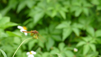 Dragonfly on plant