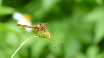 Dragonfly on plant