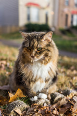 Naklejka na ściany i meble Calico maine coon cat with green eyes sitting outside in fallen