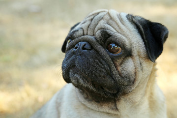 Funny pug dog in the autumn park, outdoor