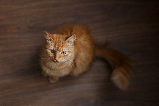 portrait of fluffy ginger cat with big white whiskers